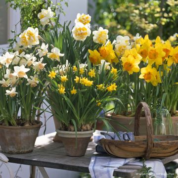 Collectie potten met narcissen