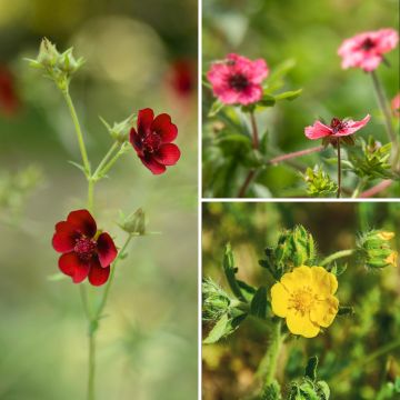 Vaste collectie vaste potentilla's