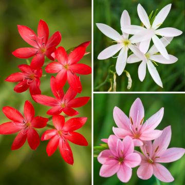 Collectie Schizostylis