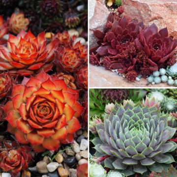 Collectie Sempervivums - Huislook