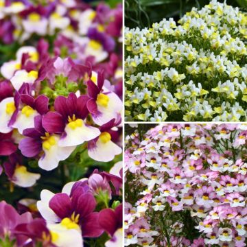 Collectie Nemesia