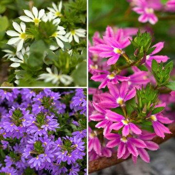 Collectie Scaevola's
