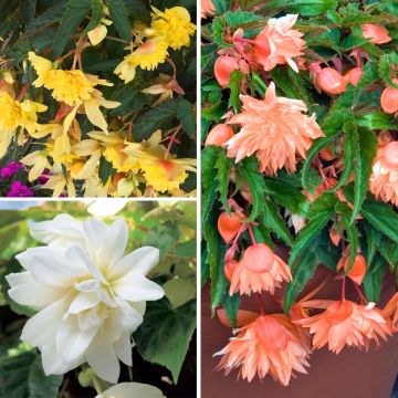 Collectie van 3 hangbegonia's Belleconia