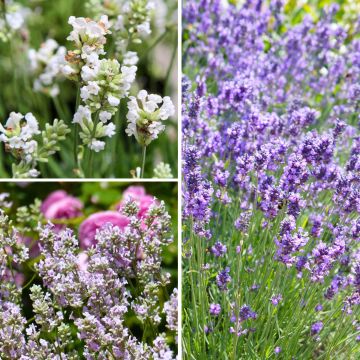 Collectie echte lavendel tegen een scherpe prijs