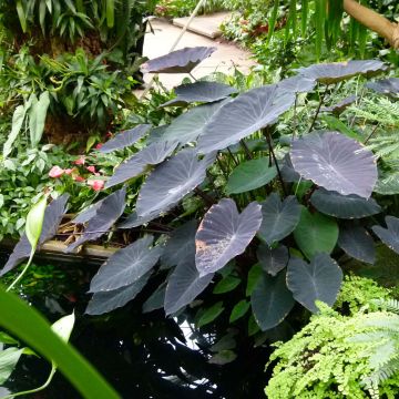 Colocasia Black Magic - Olifantsoor