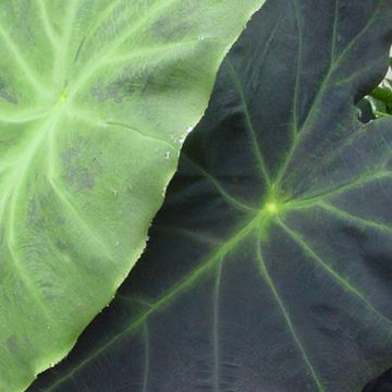 Colocasia Dragon Heart Giant - Olifantsoor