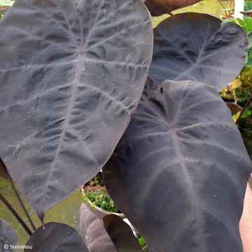 Colocasia Noble - Olifantsoor