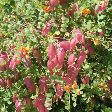 Colutea Copper Beauty - Bastaard blazenstruik