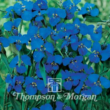 Commelina dianthifolia (zaad)