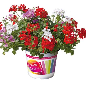 Combinatie Villetta Red Lilac White - Hanggeranium 3 in 1 pot