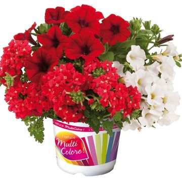 Power Play-samenstelling - Samenstelling van 3 eenjarige planten