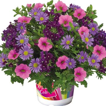 Purple Rain imp. - Samenstelling van 3 eenjarige planten