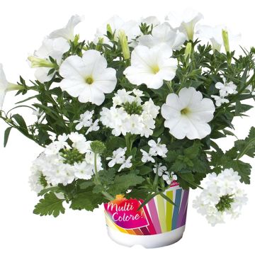 Samenstelling White Pearl - Samenstelling van 3 planten