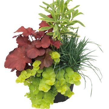 Najaarlicht samenstelling - samenstelling van 4 planten