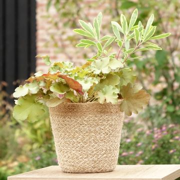 Hidden Treasure-samenstelling - samenstelling van 3 planten