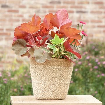 Samenstelling Lucky Charm - samenstelling van 3 planten