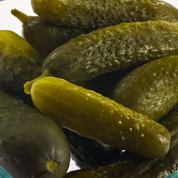 Komkommer Delikatess