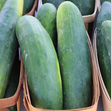 Komkommer Raider F1 (jonge planten)