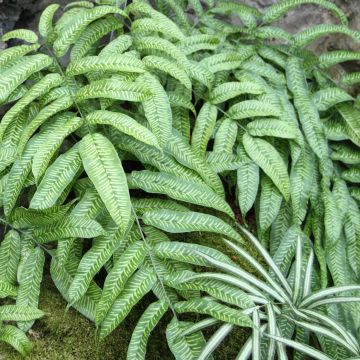 Coniogramme emeiensis - Chinese bamboevaren