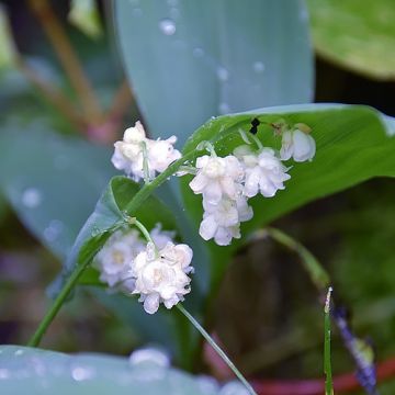 Convallaria majalis Flore Pleno - Lelietje-van-dalen