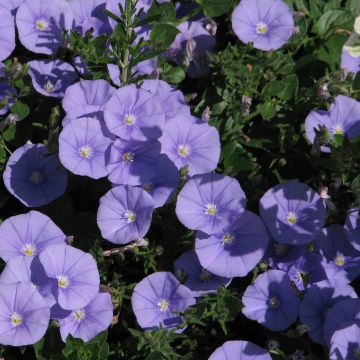 Convolvulus sabatius Moroccan Beauty - Winde