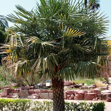 Copernicia alba - Argentijnse palm
