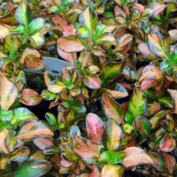 Coprosma Evening Glow - Spiegelplant