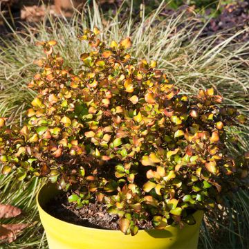 Coprosma Pina Colada - Spiegelplant