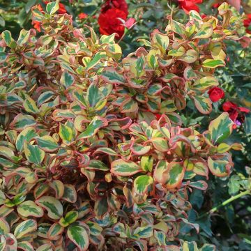 Coprosma repens Pink Splendor - Spiegelplant