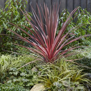 Cordyline Charlie Boy - Koolpalm