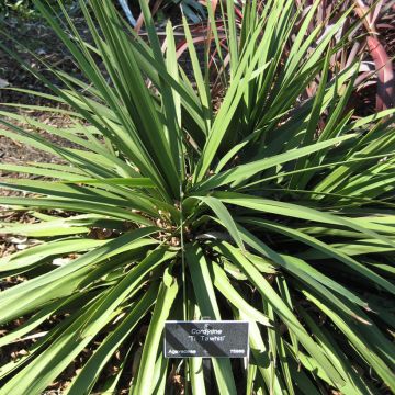 Cordyline Ti Tawhiti - Koolpalm