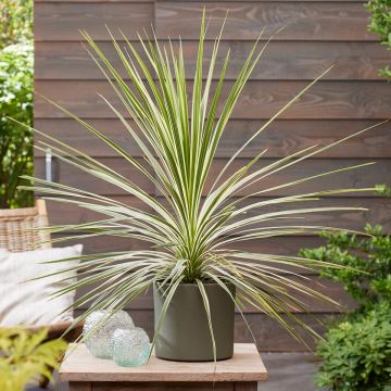Cordyline australis Lime Passion - Koolpalm