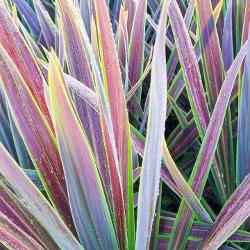Cordyline australis Mint Chocolate - Koolpalm