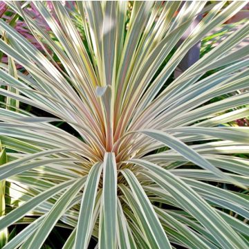 Cordyline australis Pink Champagne - Koolpalm