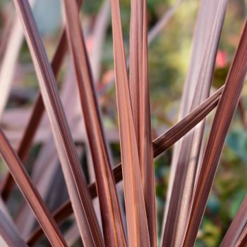 Cordyline australis Red Star - Koolpalm