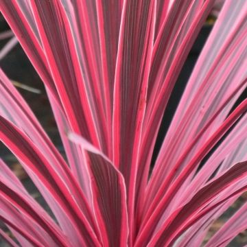 Cordyline australis Sunrise - Koolpalm