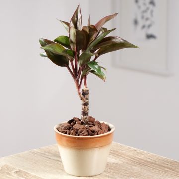 Cordyline fructicosa Purple Compacta - Geluksplant