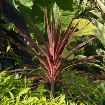 Cordyline Paso Doble - Koolpalm