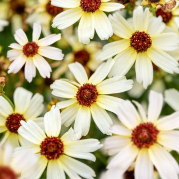 Coreopsis Fool's Gold - Meisjesogen