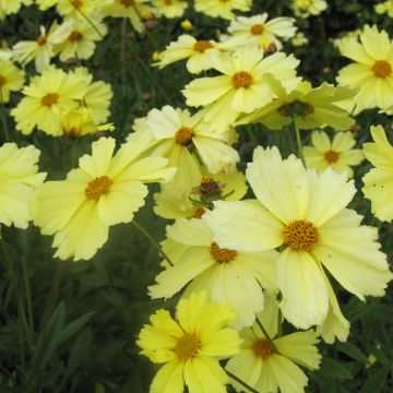 Coreopsis Full Moon Madness - Meisjesogen