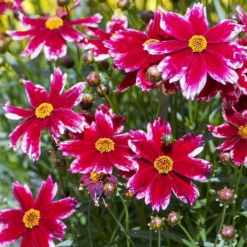 Coreopsis Madras Magic - Meisjesogen