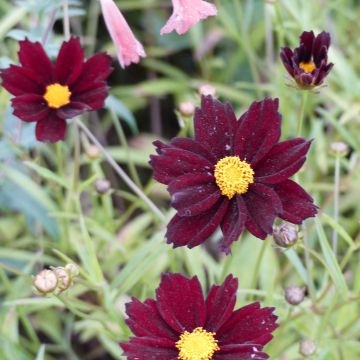 Coreopsis Mercury Rising - Meisjesogen