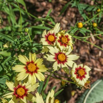Coreopsis Redshift - Meisjesogen