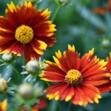 Coreopsis Uptick Rood - Meisjesogen