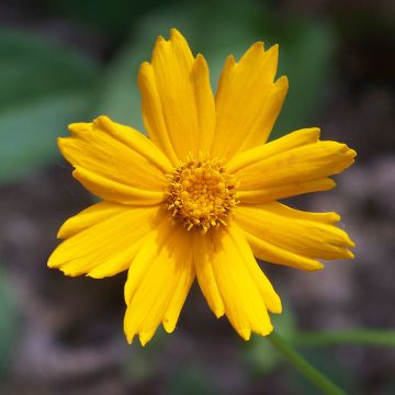 Coreopsis auriculata Nana - Meisjesogen