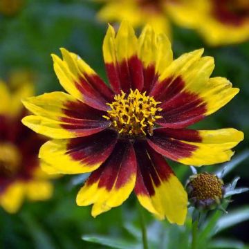 Coreopsis grandiflora Golden Stardust - Meisjesogen