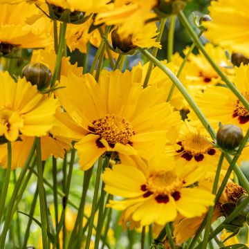 Coreopsis grandiflora Sonnenkind - Meisjesogen