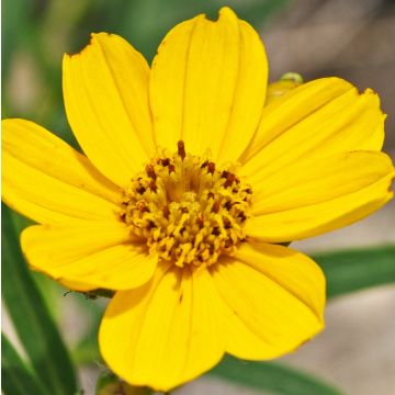 Coreopsis palmata - Meisjesogen