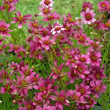 Coreopsis rosea Heaven's Gate - Roze meisjesogen