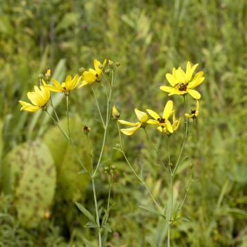 Coreopsis tripteris - Meisjesogen
